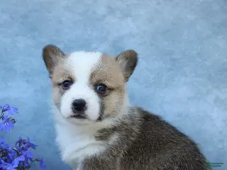 Welsh Corgi Pembroke dogs for sale: Gaston - Ad 4