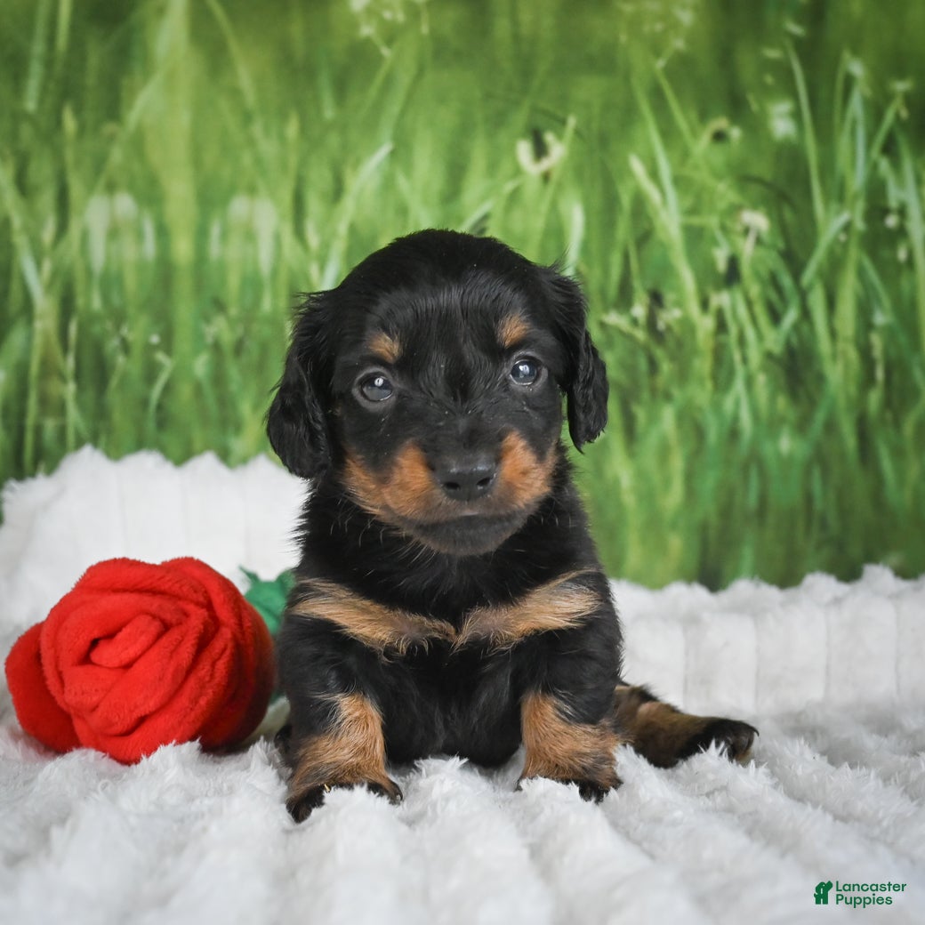 Miniature Dachshund dogs AKC Sierra - Ad 1