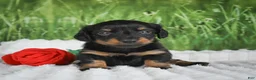 Miniature Dachshund dogs for sale: AKC Sierra - Ad 8