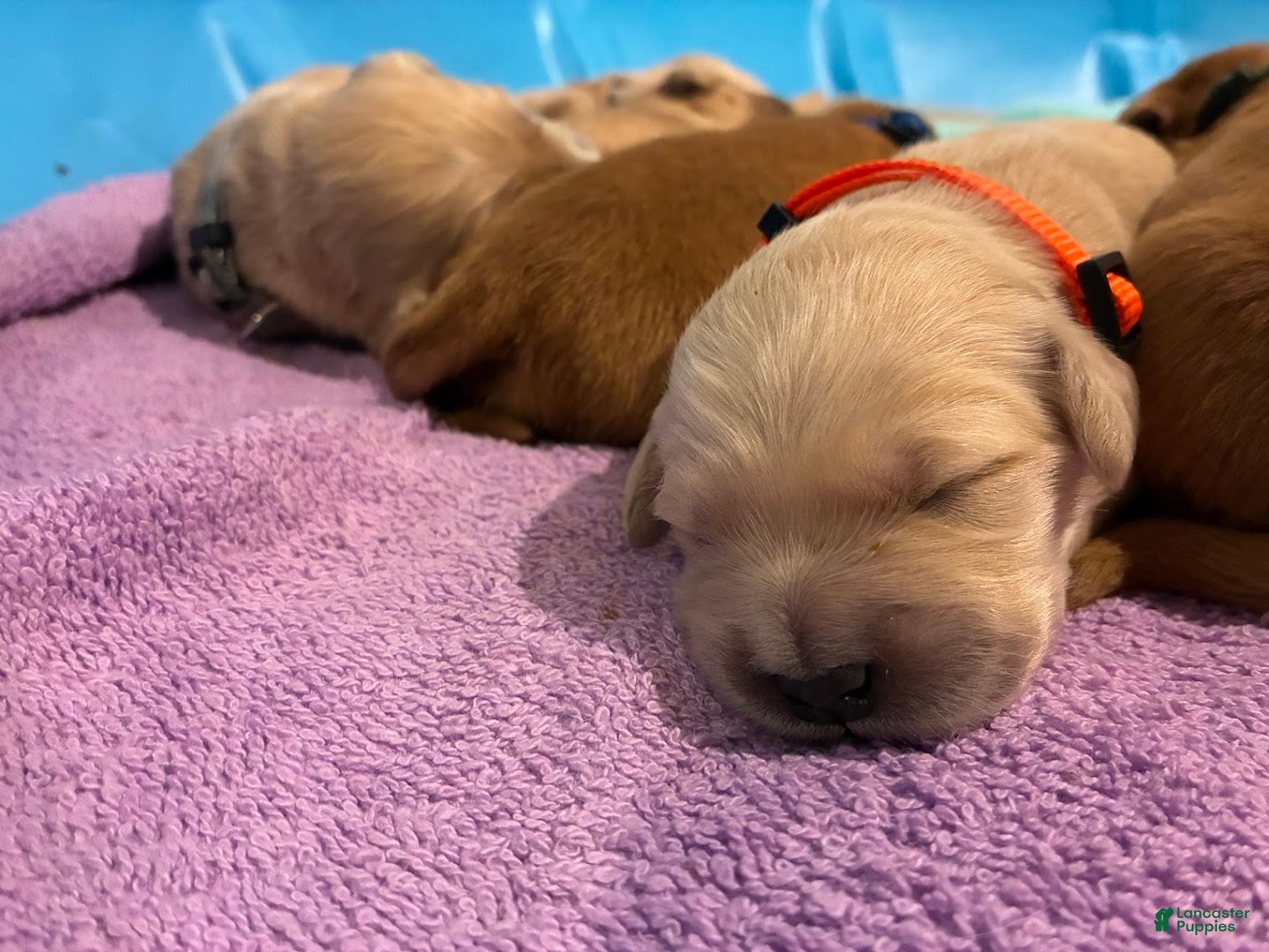 Golden Retriever dogs 4# Cougar - Ad 2