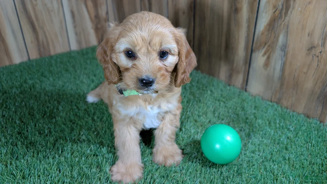 Cavapoo dogs for sale: Jazzy Boy 2 - Ad 2