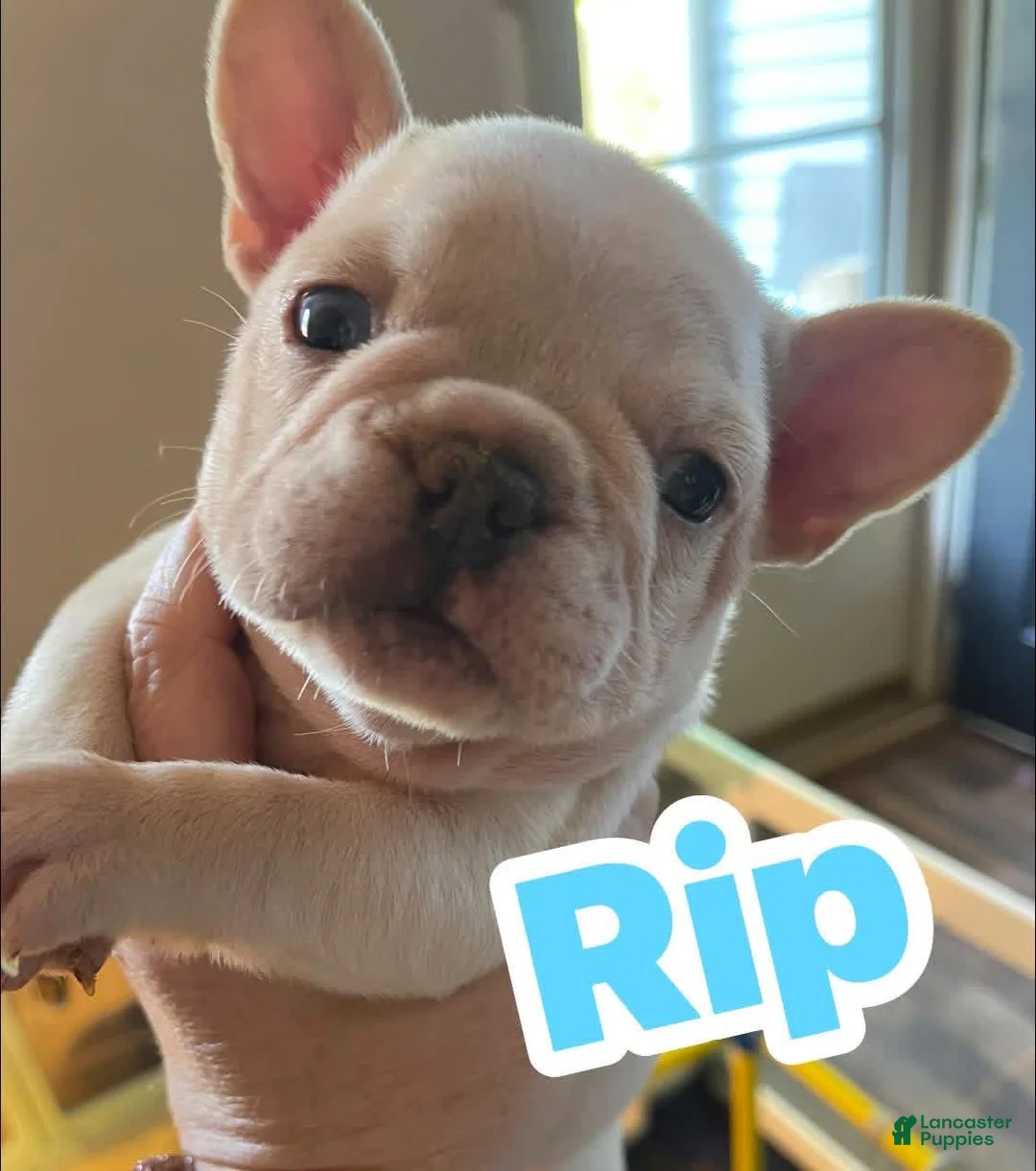 French Bulldog dogs for sale: French Bulldog Puppy 1 - Ad 1
