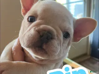 French Bulldog dogs French Bulldog Puppy 1 - Ad 32