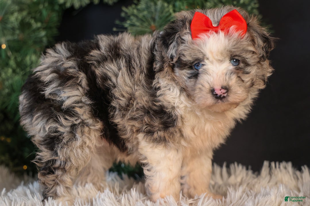 Mini Aussiedoodle dogs for sale: Gloria - Ad 19