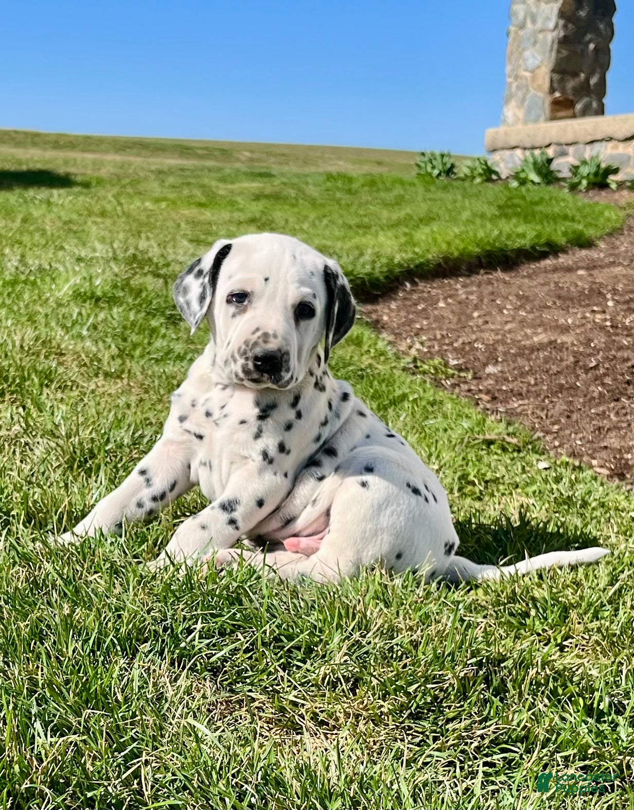 Dalmatian dogs Tyler❤️AKC Hip Cert Dad❤️Call or Text 717-716-6440 - Ad 12