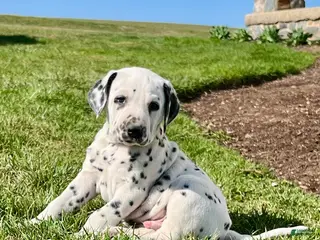 Dalmatian dogs Tyler❤️AKC Hip Cert Dad❤️Call or Text 717-716-6440 - Ad 15