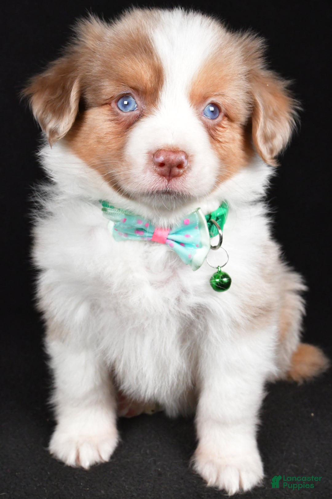 Mini Aussiedoodle dogs for sale: Snickers - Ad 8