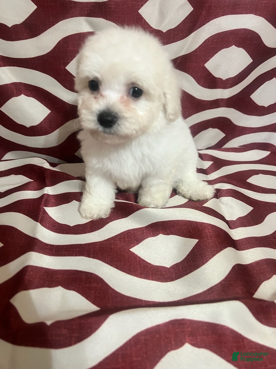 Miniature Poodle dogs Flynn - Ad 2