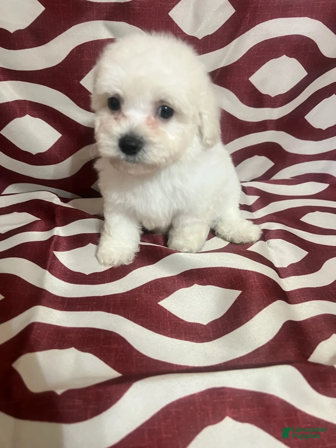 Miniature Poodle dogs for sale: Flynn - Ad 2