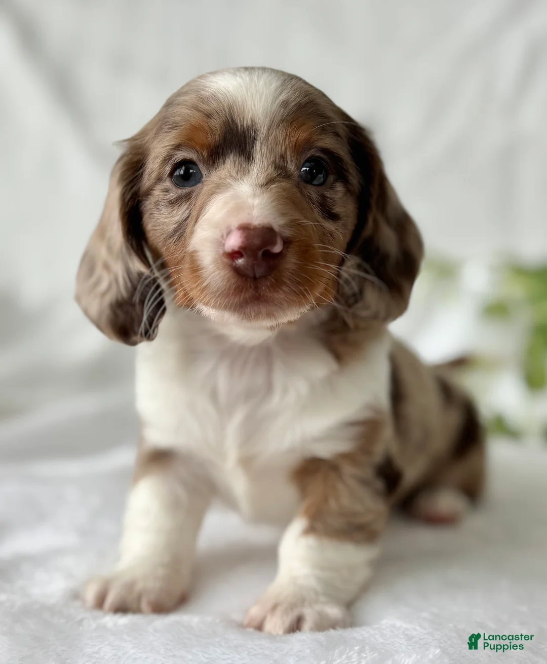 Miniature Dachshund dogs for sale: Special Baby Miniature Dachshund  - Ad 17
