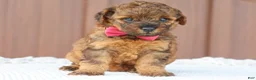 Toy Poodle dogs for sale: Amber - Ad 4