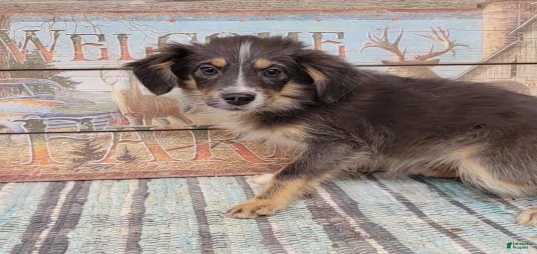 Gallery Image {{count}}