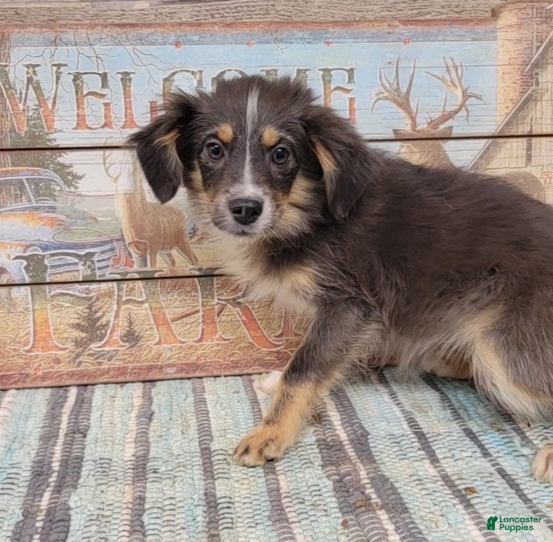 Gallery Image {{count}}