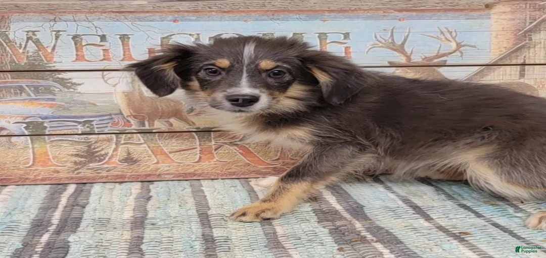 Gallery Image {{count}}