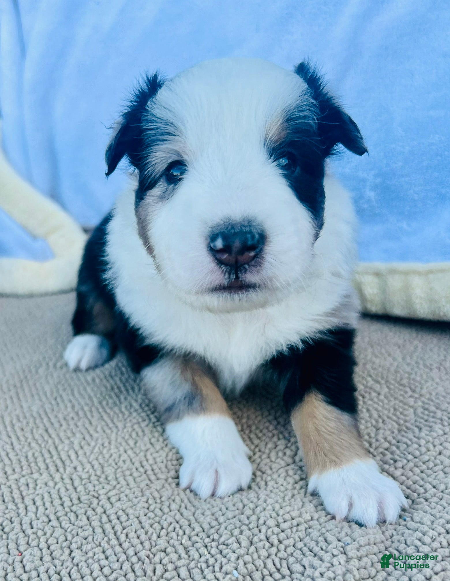Reba (Shetland Sheepdog, Female) in James Creek, PA