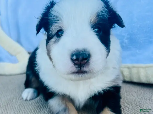 Shetland Sheepdog dogs for sale: Reba - Ad 14