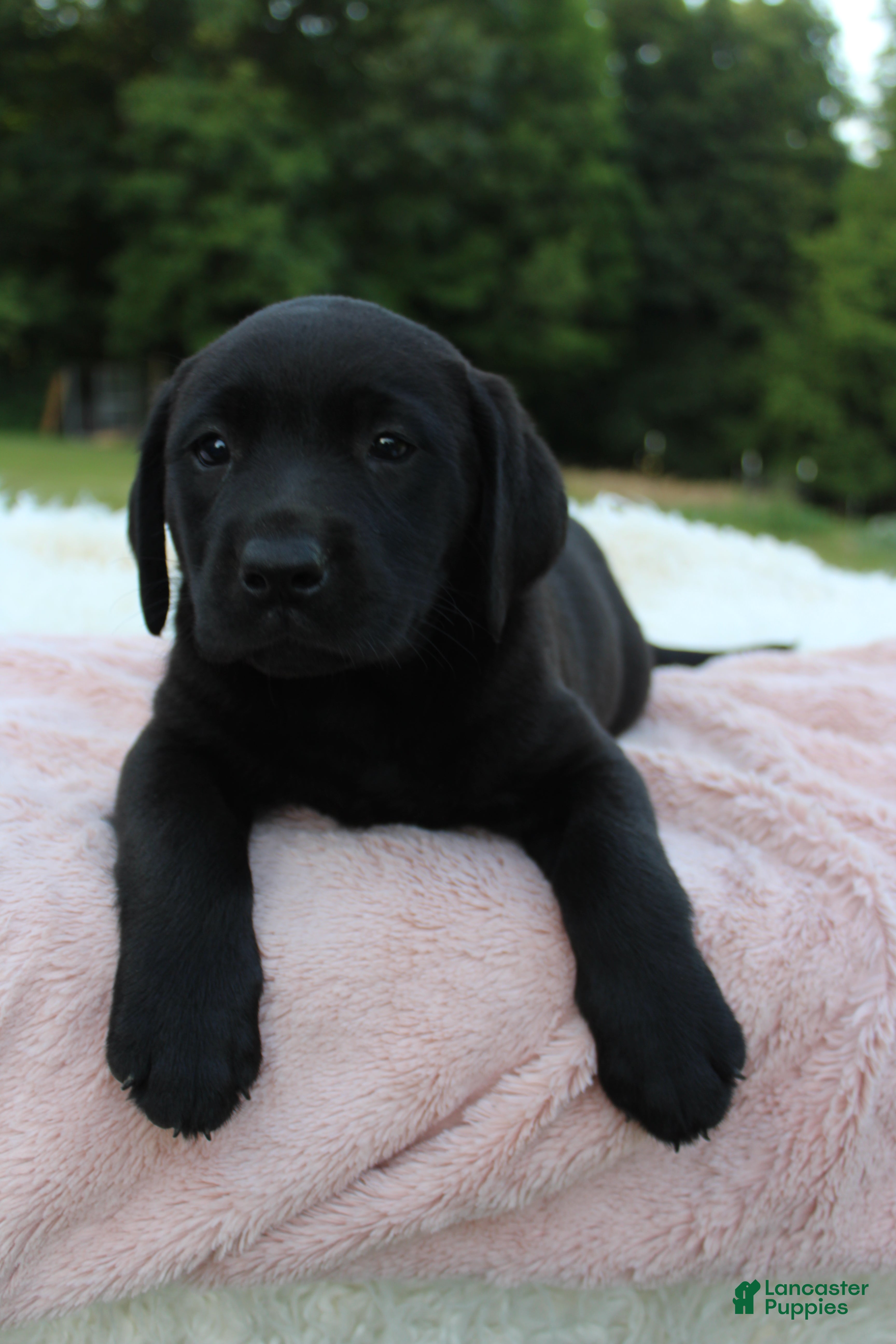 Labrador Retriever dogs Azure - Ad 2