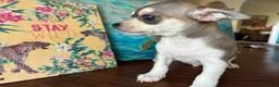 Chihuahua dogs for sale: Chihuahua 1 - Ad 4