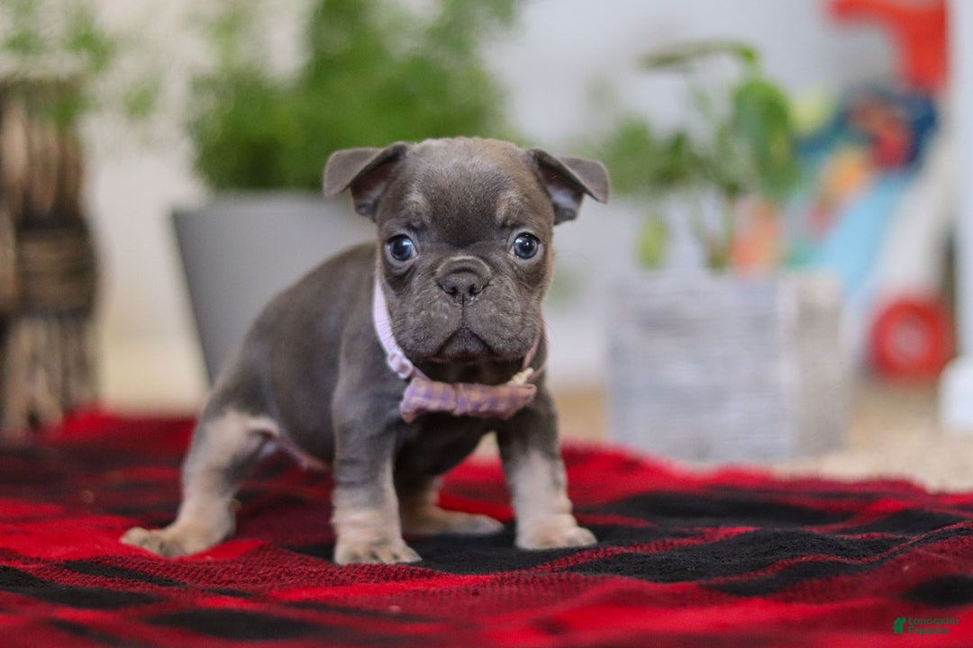 Frenchton dogs for sale: Lilac - Ad 2