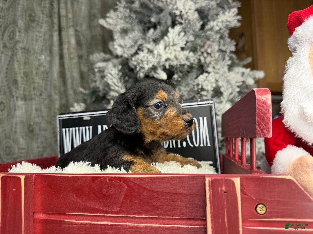 Miniature Dachshund dogs for sale: Russian red Triscuit larger - Ad 26