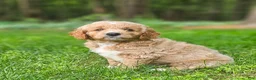 Mini Goldendoodle dogs for sale: Diesel - Ad 1