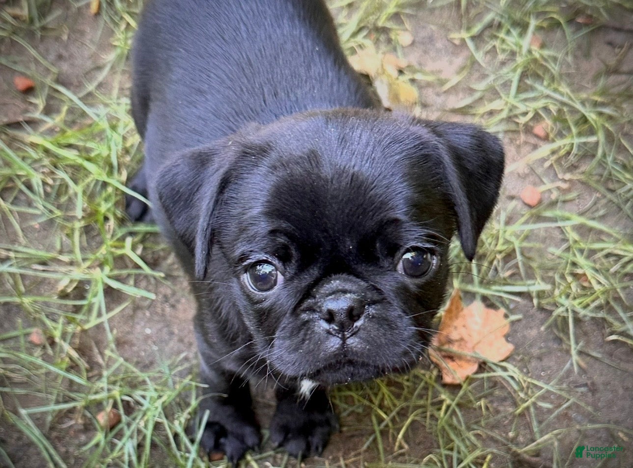 Pug dogs Rosy - Ad 25