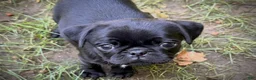Pug dogs for sale: Rosy - Ad 1