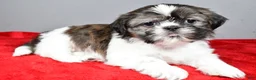 Shih Tzu dogs for sale: Holly - Ad 7
