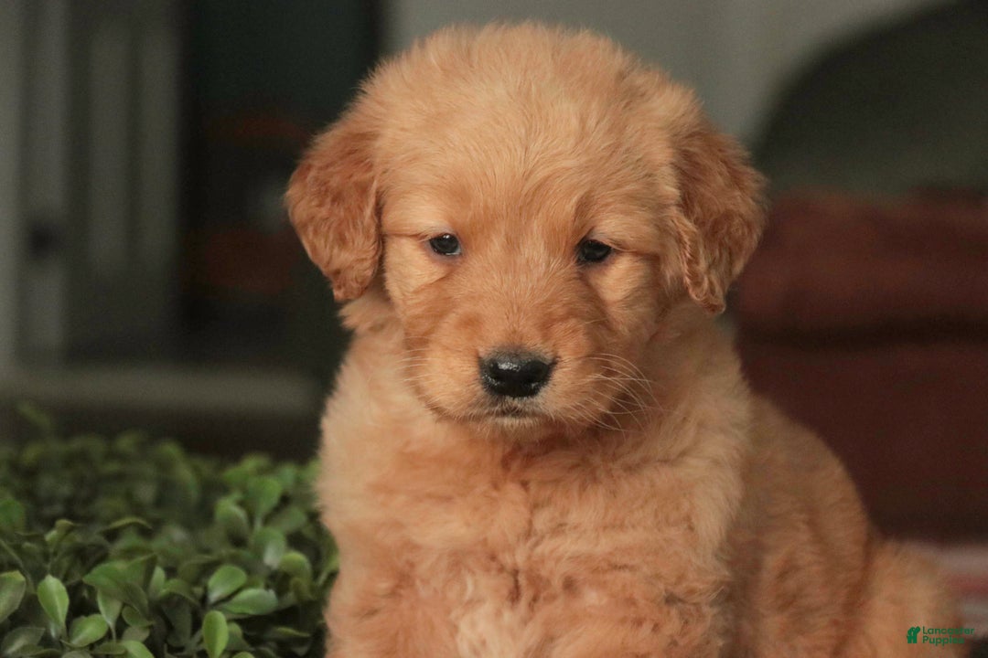 Golden Retriever dogs for sale: Sarge - AKC  - Ad 10