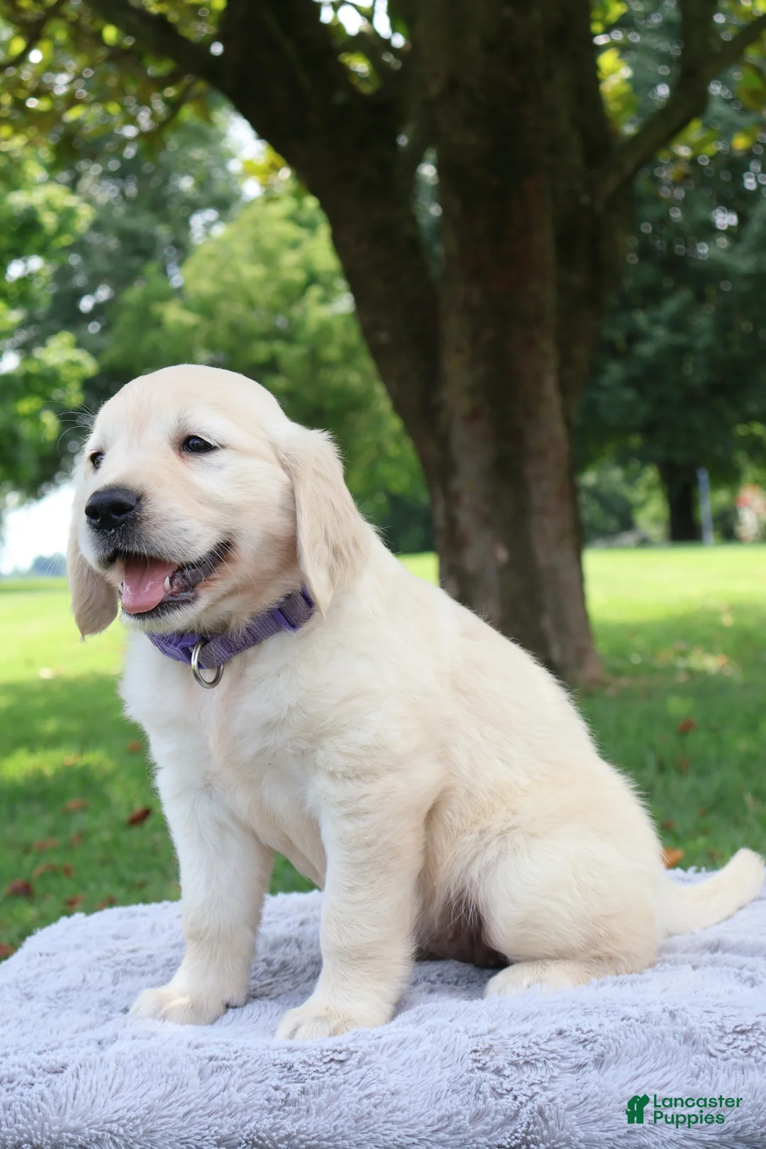 Golden Retriever dogs for sale: Golden Retriever 5 - Ad 1