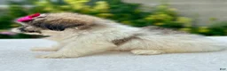 Shih Tzu dogs for sale: Girl Remy - Ad 4