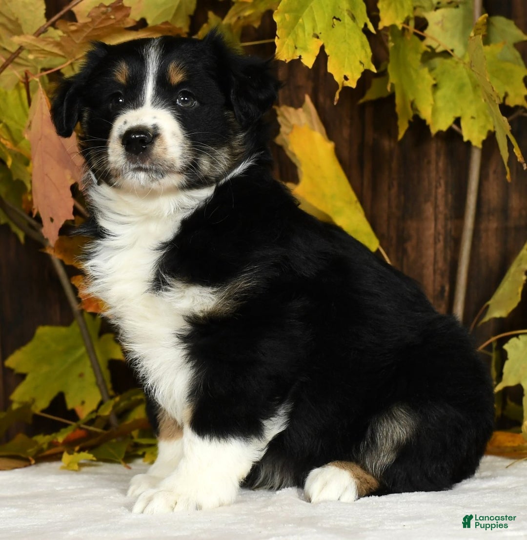 Miniature Australian Shepherd dogs for sale: Chestnut - Ad 6