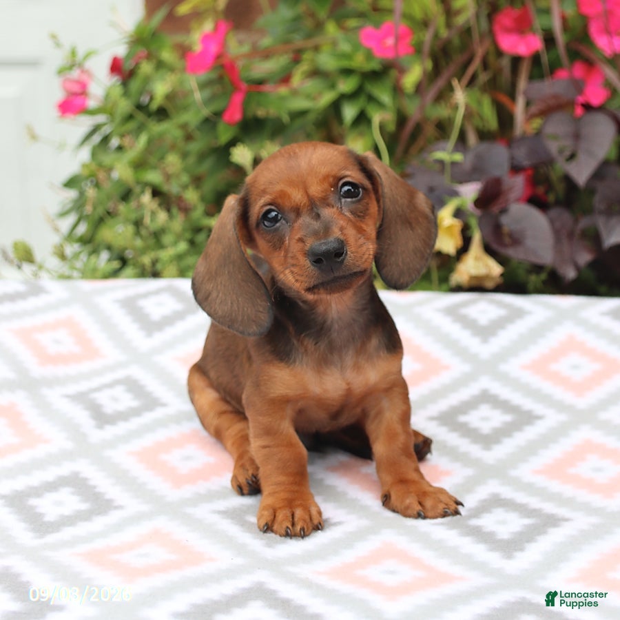 Miniature Dachshund dogs Digger - Ad 2