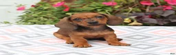 Miniature Dachshund dogs for sale: Digger - Ad 2