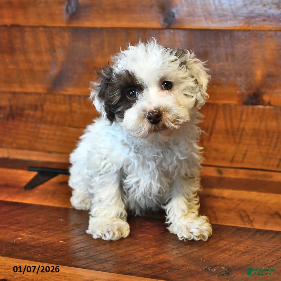 Miniature Poodle dogs Biscuit - Ad 39