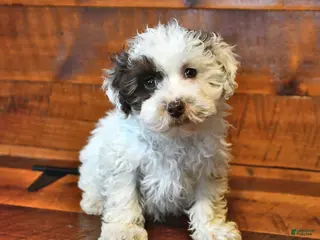 Miniature Poodle dogs Biscuit - Ad 14