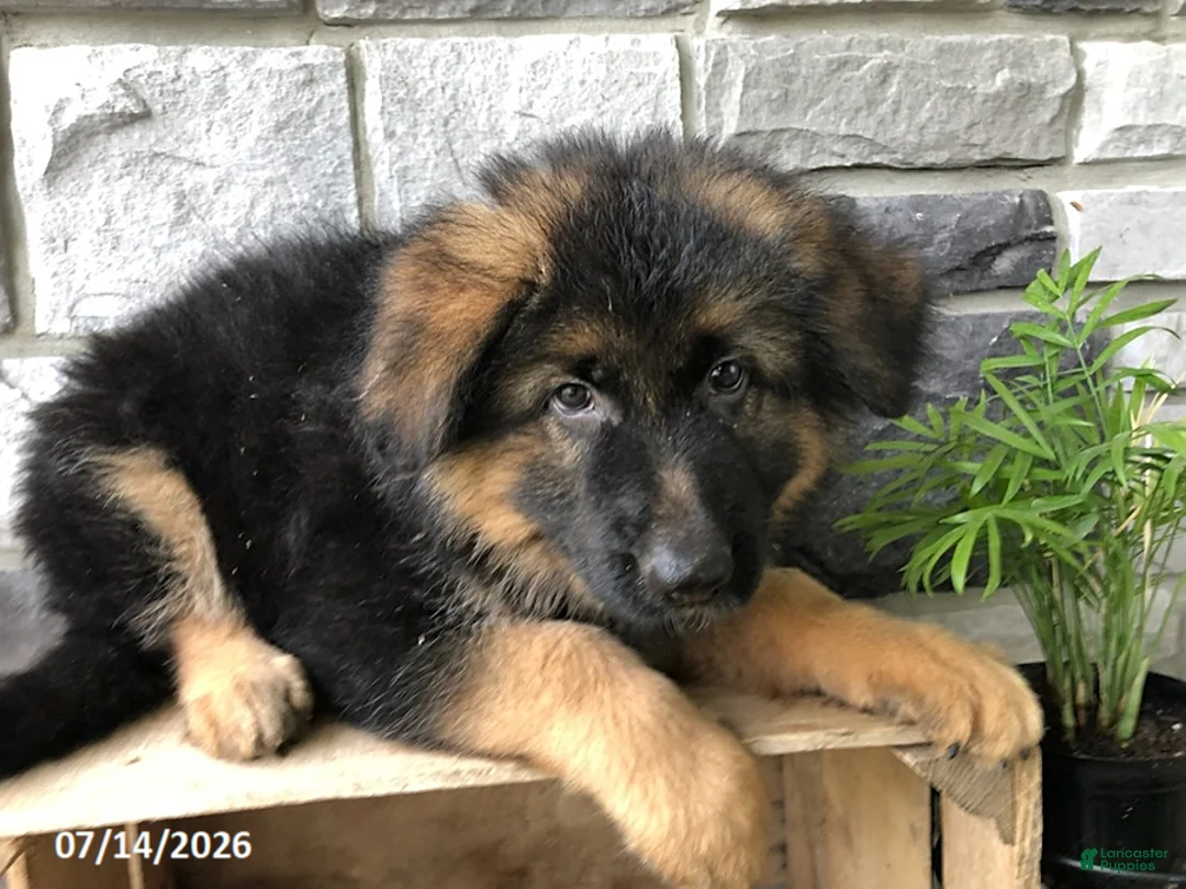 German Shepherd dogs for sale: Gage - Ad 4