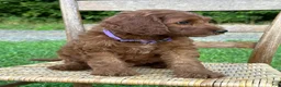 Irish Doodle dogs for sale: Molly - Ad 15
