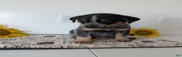 Australian Cattle Dog dogs for sale: Rosalie  - Ad 4