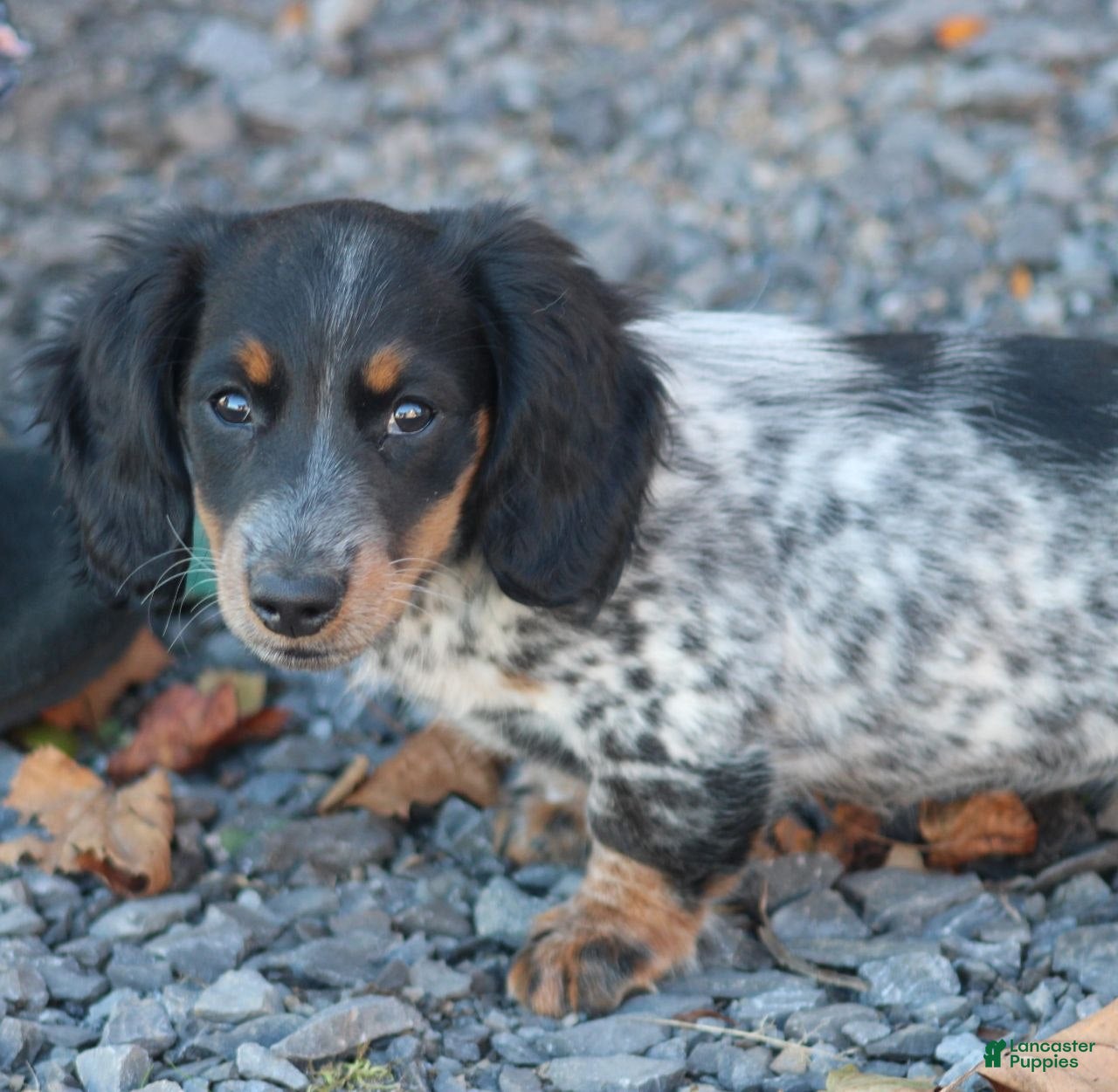 Miniature Dachshund dogs for sale: Ivy - Ad 1