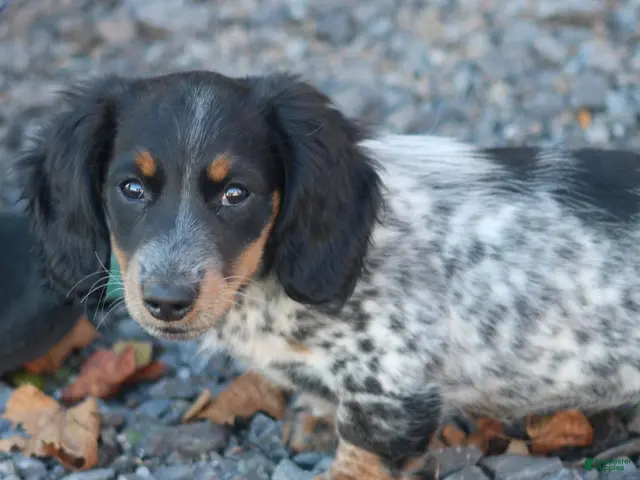 Miniature Dachshund dogs for sale: Ivy - Ad 2