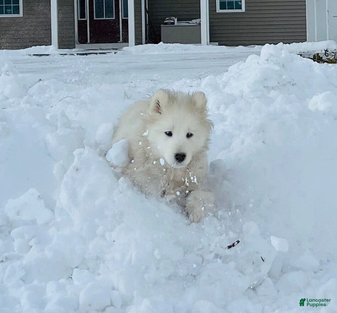 Samoyed dogs for sale: Calli - Ad 2