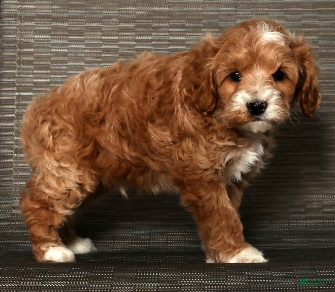 Cockapoo dogs for sale: Nicolas - Ad 7