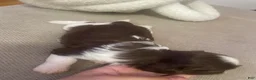 Shih Tzu dogs for sale: Shih Tzu 2 - Ad 3