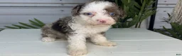 Mini Bernedoodle dogs for sale: Dallas - Ad 3