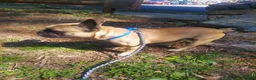 French Bulldog dogs for sale: French Bulldog Puppy 2 - Ad 2