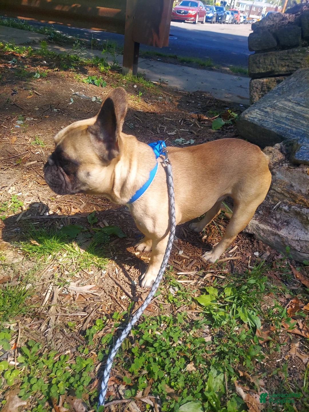 French Bulldog dogs for sale: French Bulldog Puppy 2 - Ad 2