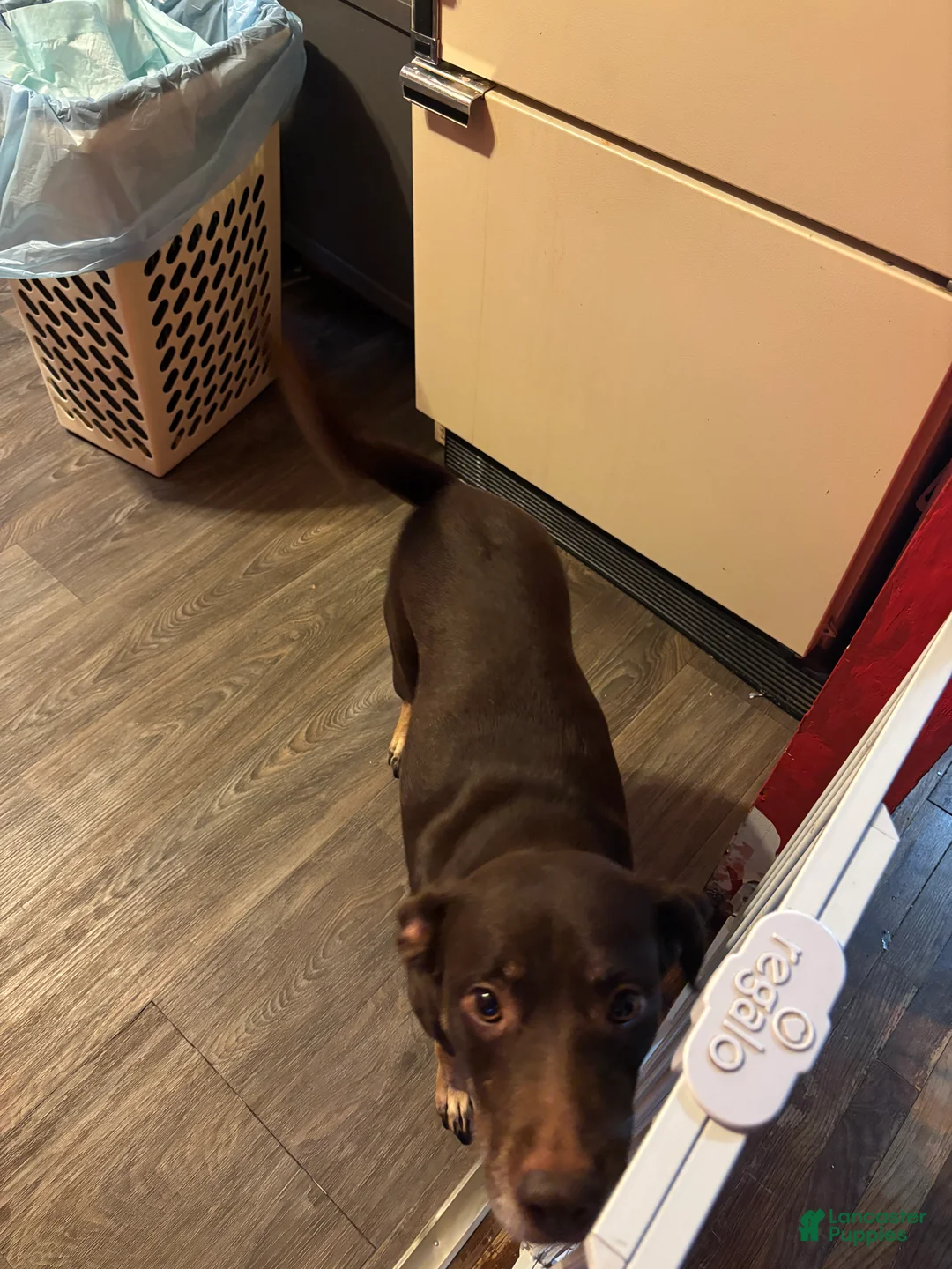 Goldador dogs for sale: Bluey - Ad 4