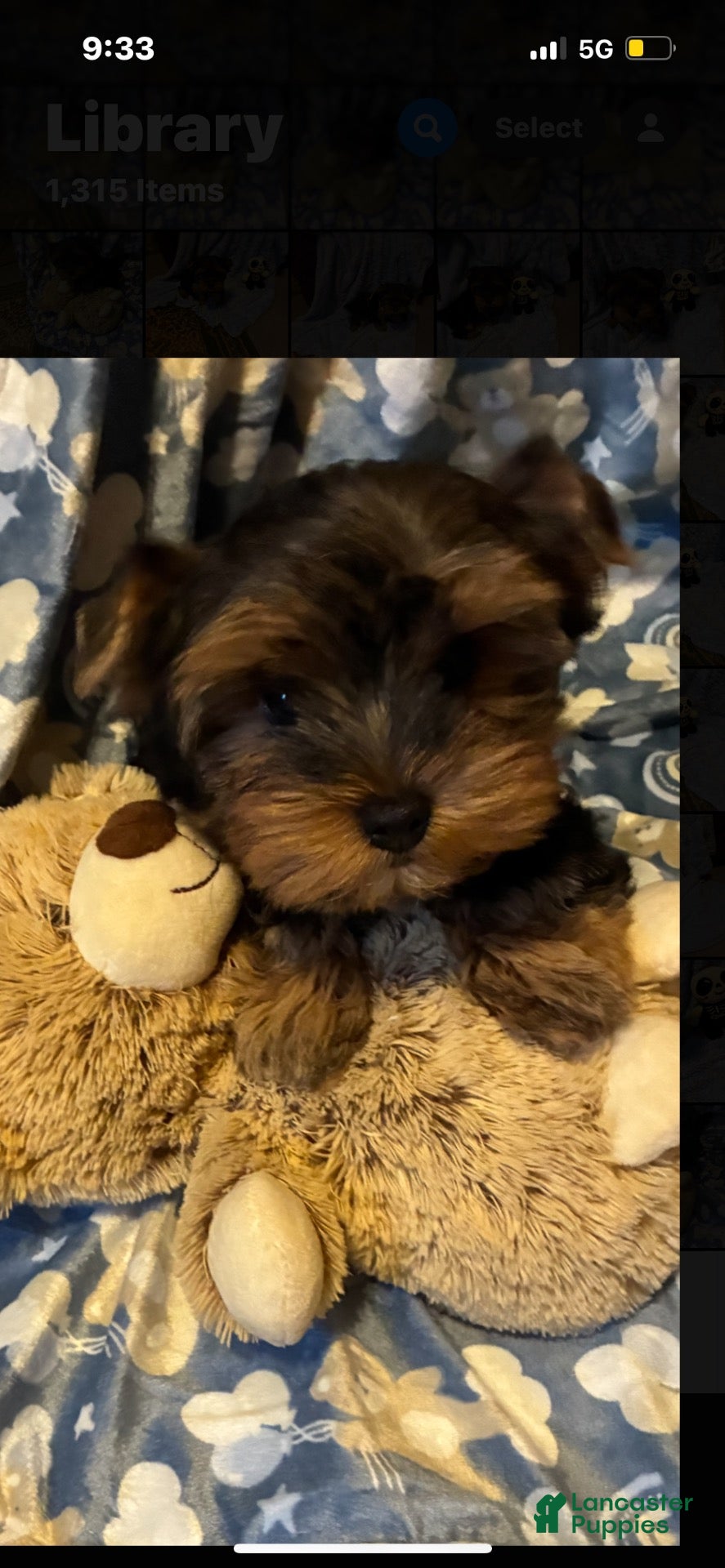 Yorkshire Terrier dogs for sale: Casper - Ad 1
