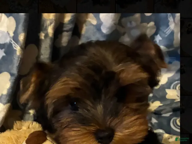 Yorkshire Terrier dogs for sale: Casper - Ad 1